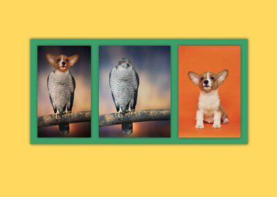 Hibrid állatok / Photoshop képmanipuláció